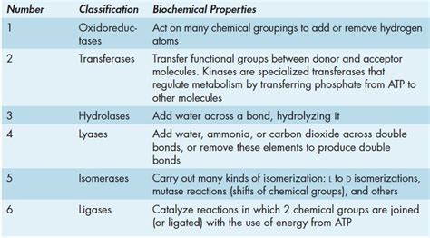 9 Enzymes and Enzyme Kinetics | Basicmedical Key