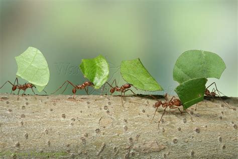 Leaf-cutting Ants photo WP12813