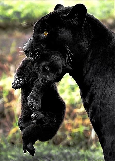 Panther with cub x post from r mostbeautiful – Artofit