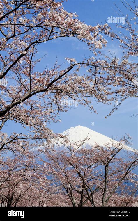 Fuji and cherry blossom Stock Photo - Alamy