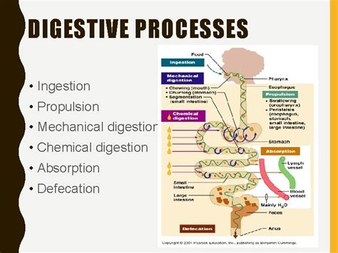 THE DIGESTIVE SYSTEM FUNCTIONS OF THE DIGESTIVE SYSTEM