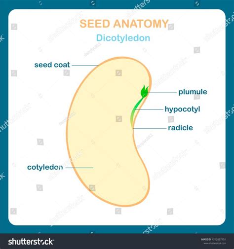 Seed anatomy scheme, Dicotyledon. Bean, seed coat, plumule, hypocotyl ...