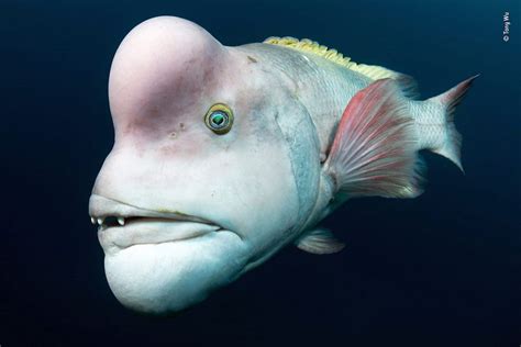 Les superbes Photos du Concours Wildlife Photographer 2018 | Wrasse, Deep sea creatures, Ocean ...