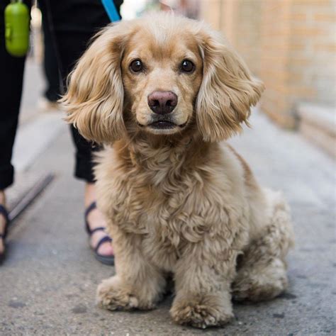 Dachshund Poodle Mix for Adoption