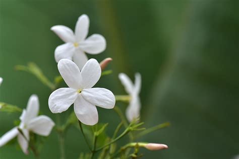 Jasmine Wallpaper Flower Images Hd : Flower Wallpaper The Best Flower ...