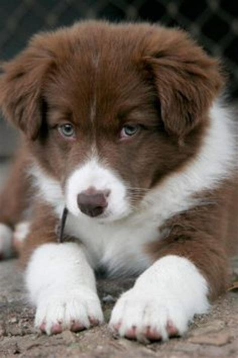 Chocolate Brown Border Collie Puppy | Baby animals, Puppies, Cute puppies