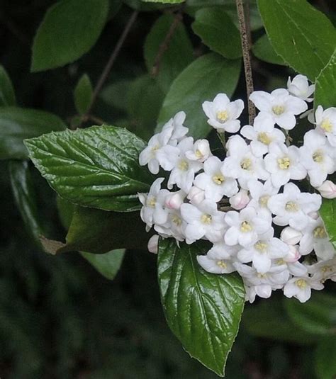 2_burkwood-viburnum | Everything Backyard