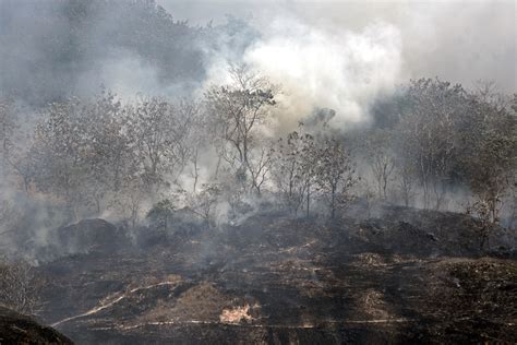 Pentingnya Perbaikan Tata Kelola dalam Persoalan Karhutla - Mongabay.co.id