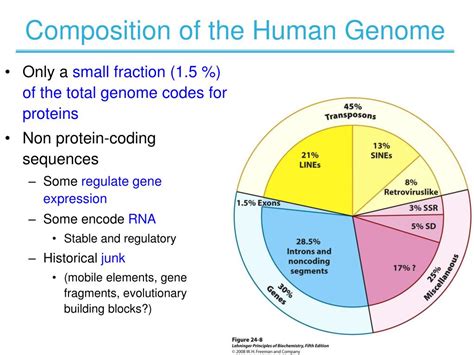 PPT - CHAPTER 24 Genes and Chromosomes PowerPoint Presentation, free download - ID:501646