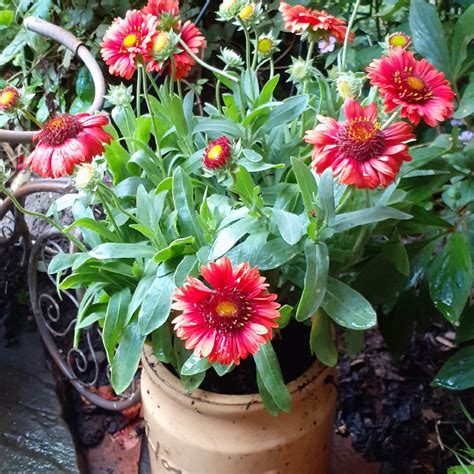 Gaillardia x grandiflora 'Burgunder' syn. Gaillardia 'Burgunder', Gaillardia x grandiflora ...