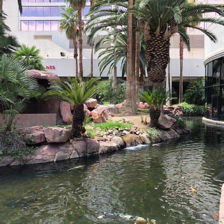 Flamingo Wildlife Habitat (Las Vegas) - 2018 What to Know Before You Go (with Photos) - TripAdvisor