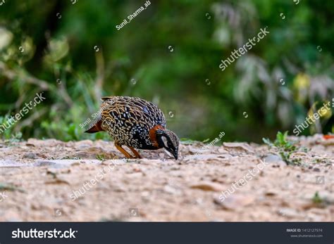 Indian Bird Black Francolin Francolinus Francolinus Stock Photo ...