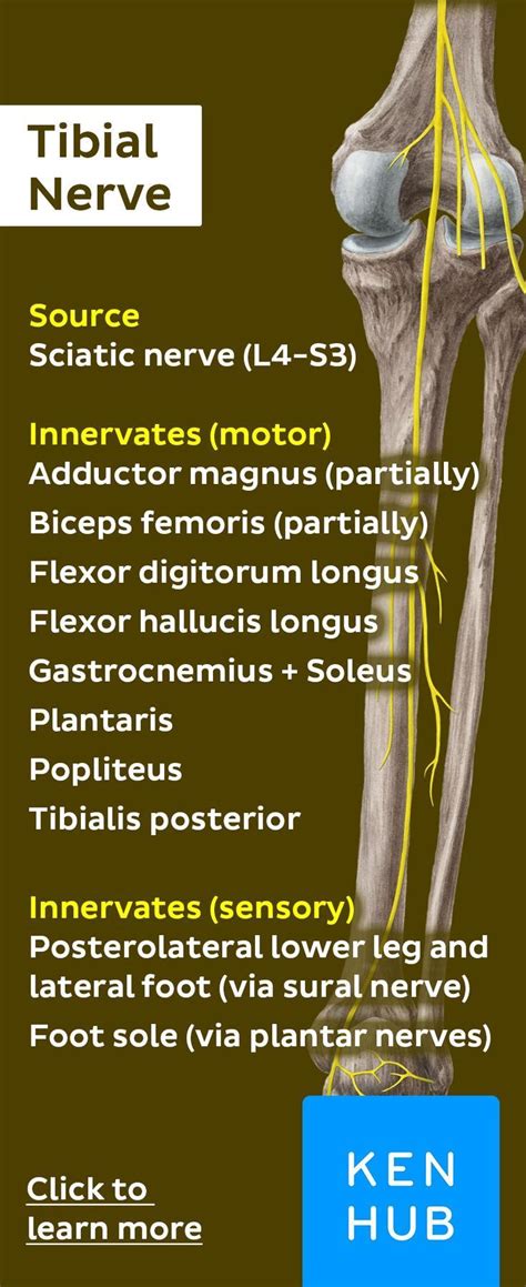 Posterior Tibial Nerve Anatomy