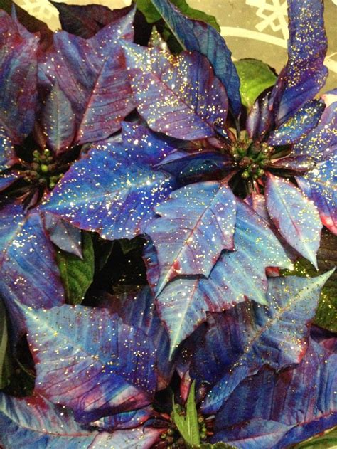 White poinsettia spray painted blue and covered in gold glitter ...