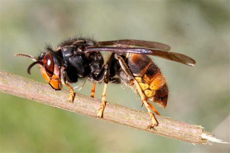 Le frelon à pattes jaunes (ou frelon asiatique) | Les Jardins de Noé