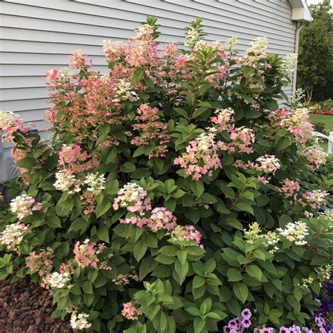 QUICK FIRE® Hydrangea - Garden Crossings