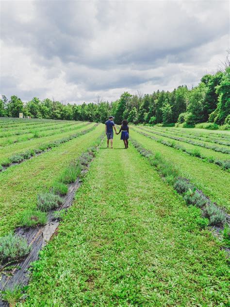 A trip to Terre Bleu Lavender Farm | Travel photos, Lavender farm, Trip