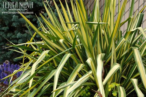 Terra Nova Nurseries - Professional Growers - Yucca 'Color Guard ...