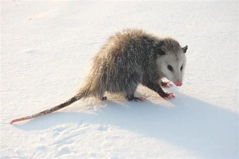 Opossum Tracks | The Ultimate Guide | Assorted Animals