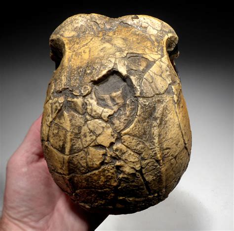 REPLICA HOMO ERGASTER SKULL CRANIUM KNM-ER 3733 OF ACHEULEAN STONE AGE ...