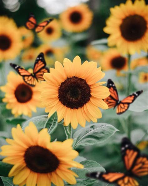 Sunflowers 🌻 on Twitter | Sunflower wallpaper, Sunflower pictures ...