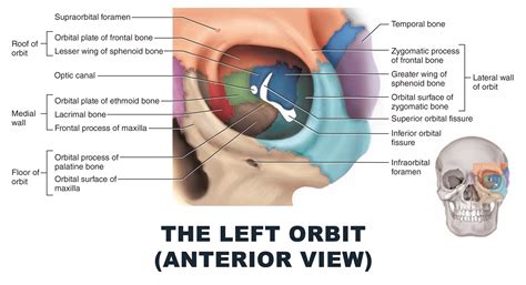 The Left Orbit (Anterior View) - #anatomy images illustrations #anatomy images character design ...