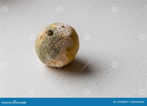 Rotten moldy fruit - lemon stock image. Image of moldiness - 121200457