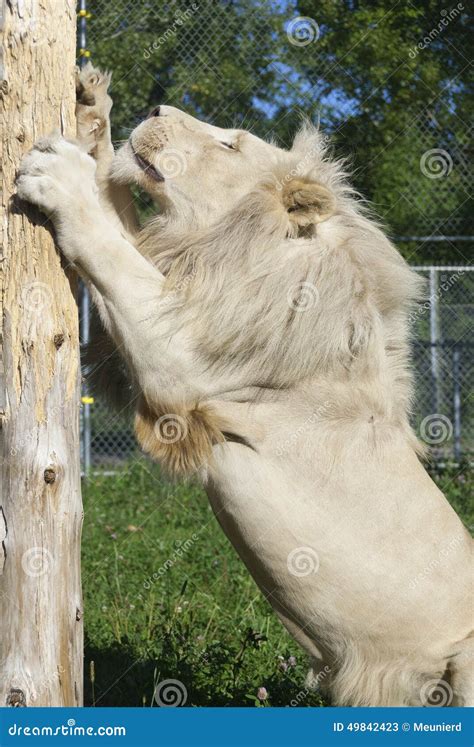 Timbavati white lion stock image. Image of animal, female - 49842423