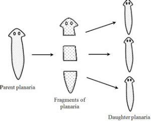 Fragmentation