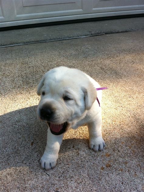 baby yellow lab | Puppies! | Pinterest