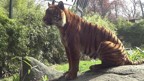 Tiger sitting on rock up close!!! - YouTube