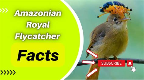 Amazonian Royal Flycatcher Facts - YouTube