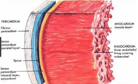 Heart Wall Diagram | Quizlet