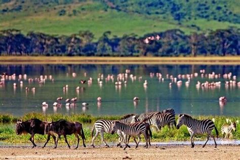 Wildlife In Kenya: Witness The Gorgeous Fauna At Its Best!