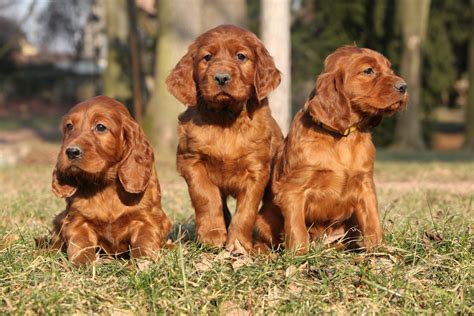 Irish Setter Puppies