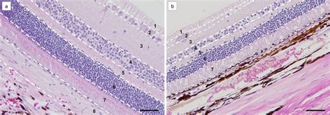 H&E-stained retina, choroid, and tapetum lucidum from the central (a)... | Download Scientific ...