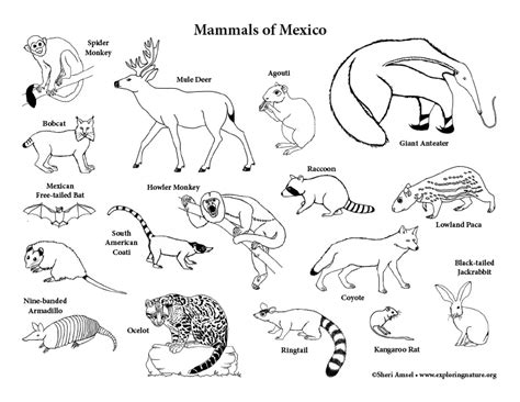 Mexico – Animals Coloring