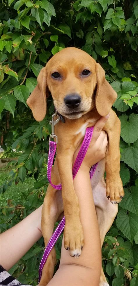 Coonhound Puppies For Sale | Maryville, TN #301526