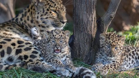 San Diego Zoo guests get first look at new Amur leopards