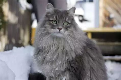 Siberian - Imgur | Siberian cat, Pets cats, Cat breeds