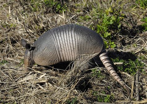 Armadillos dig up big issues for landowners | Mississippi State University Extension Service