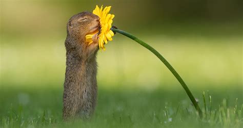 Impressive Photo of the Moment a Squirrel Sniffs a Flower Goes Viral