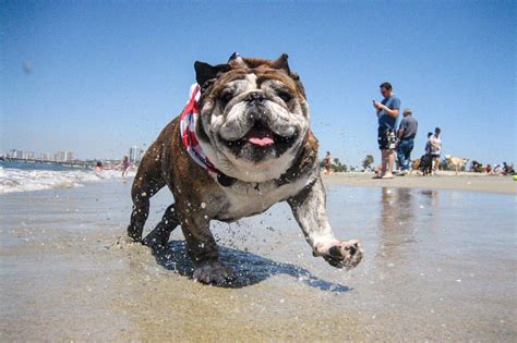 The 10 Best Dog Parks in the United States