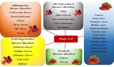 Oral Bioavailability of Ellagic Acid | Encyclopedia MDPI