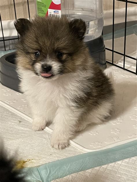 Pomeranian Puppies For Sale | Odessa, TX #471079 | Petzlover