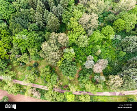 birds eye view of green forest trees. summer natural landscape background Stock Photo - Alamy