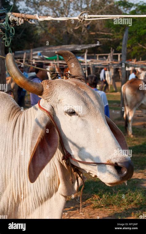 Bos Taurus Indicus High Resolution Stock Photography and Images - Alamy