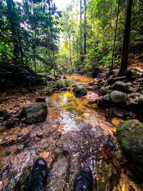 Calm Environment Scenery Commonly Seen in Hiking Trail in Malaysia Rain ...