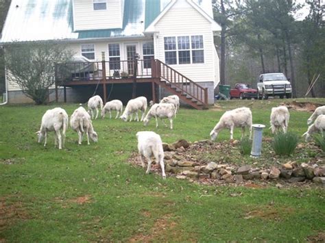 St. Croix Sheep - Crosscreek Farm of Alabama