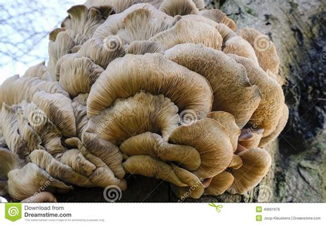 Underside of a mushroom stock photo. Image of lamellae - 49661676